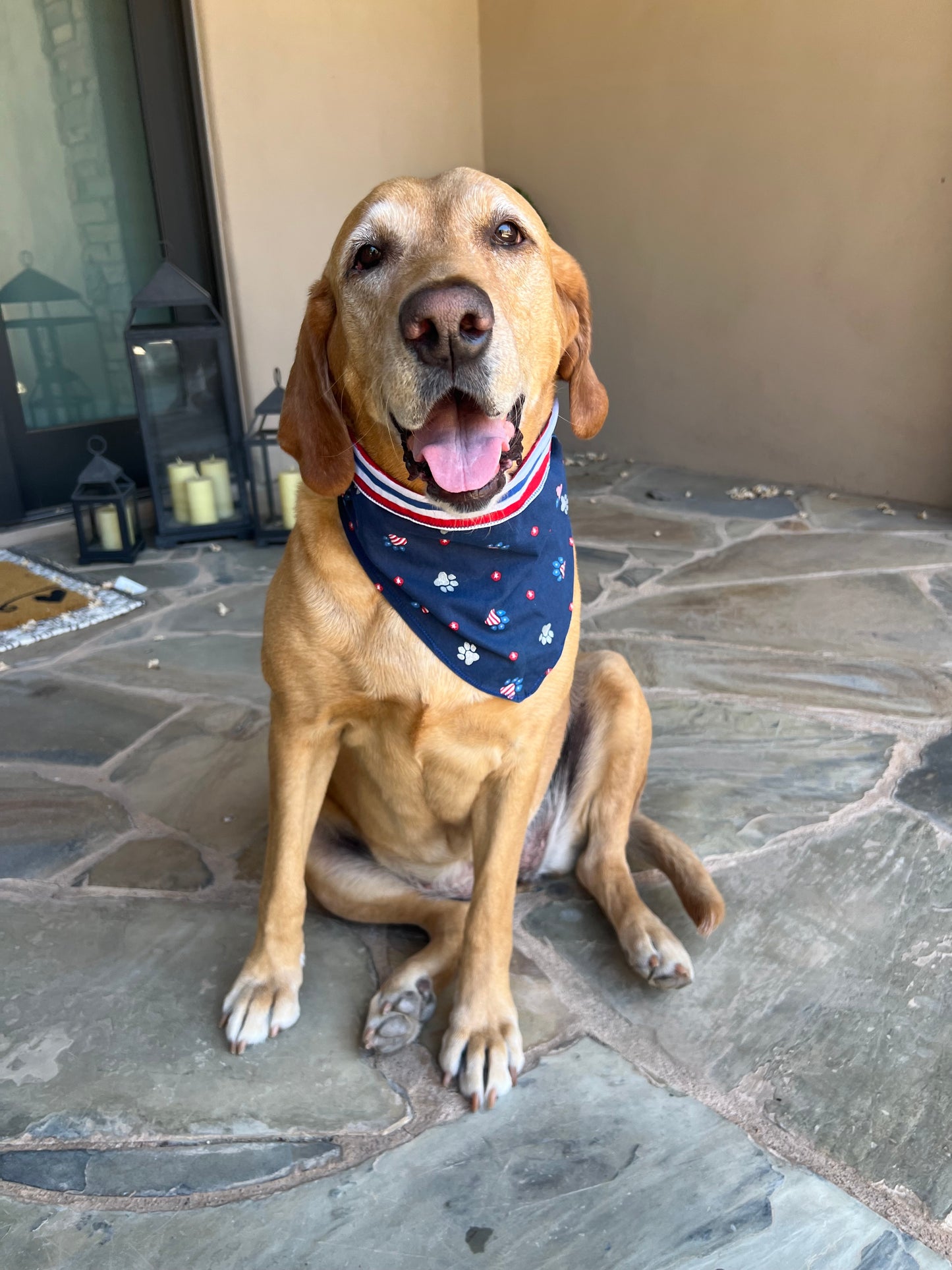 American Paws Reversible Dog Bandana