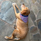 American Paws Reversible Dog Bandana