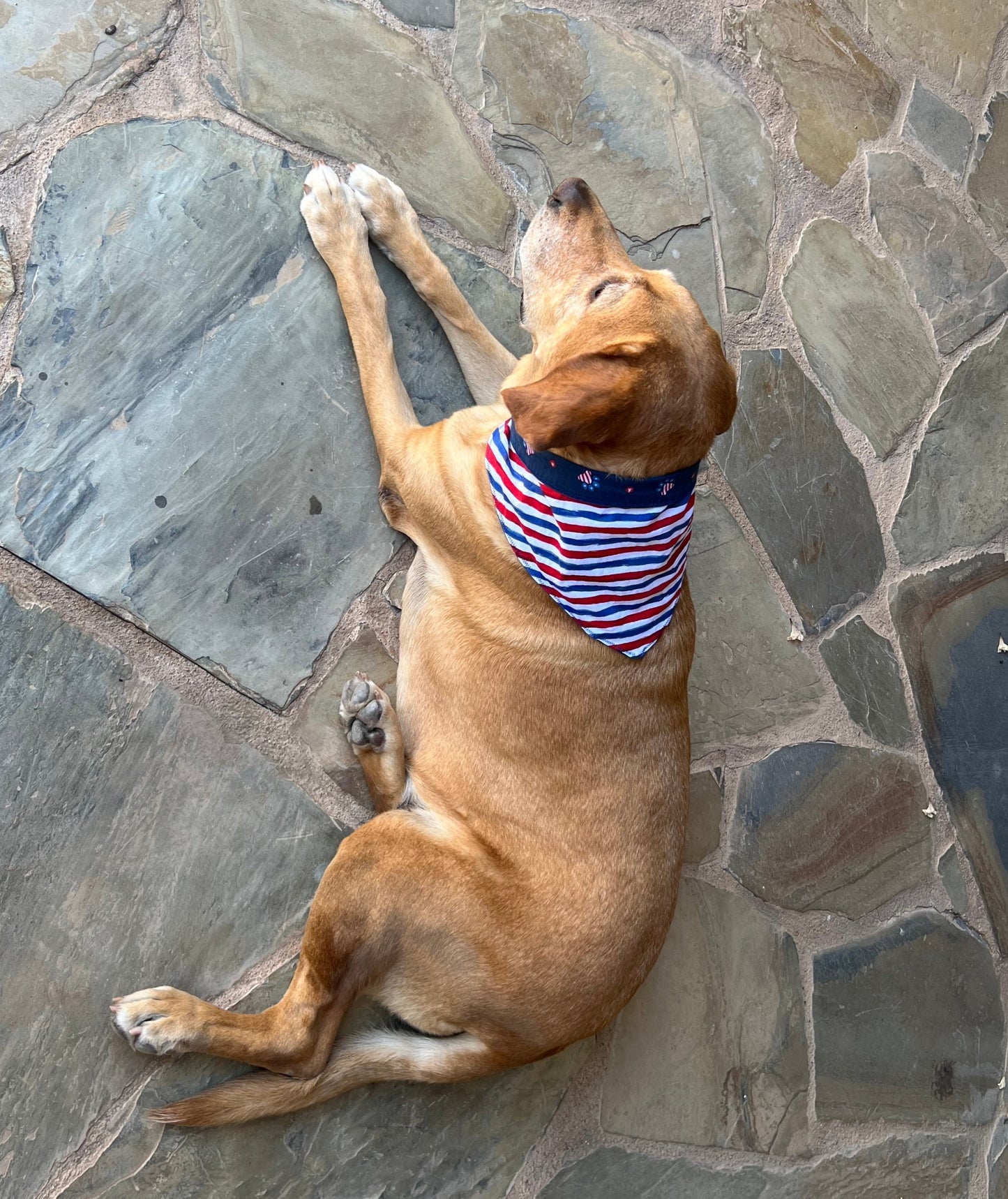 American Paws Reversible Dog Bandana