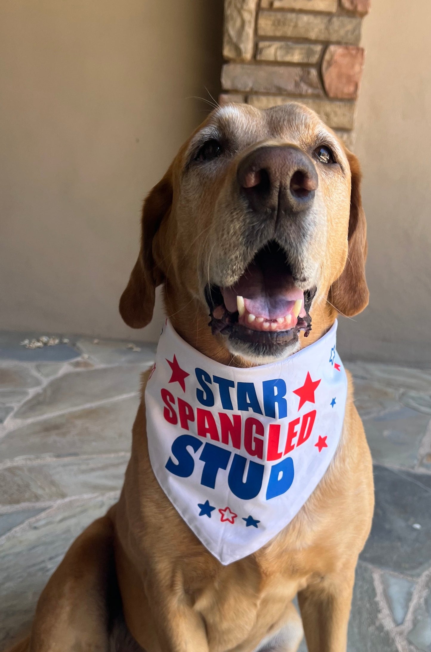 "Star Spangled Stud" Dog Bandana