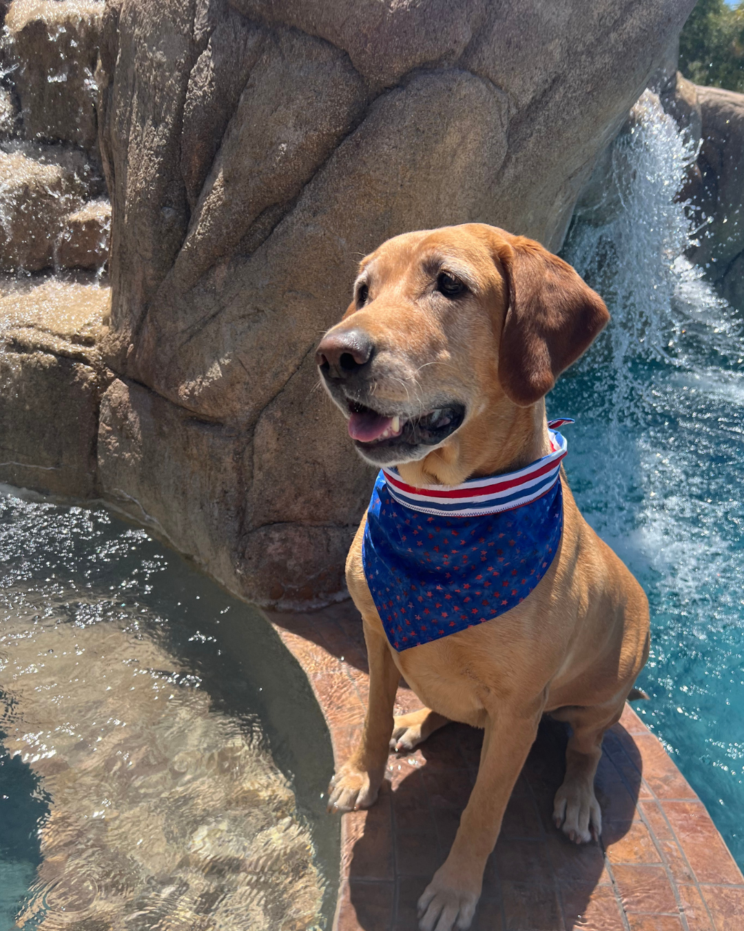 Stars & Stripes Dog Bandana - Reversible